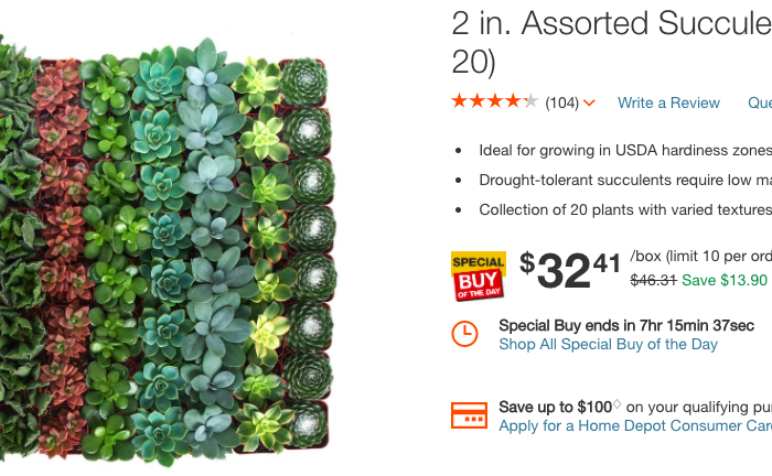 home depot succulent deal